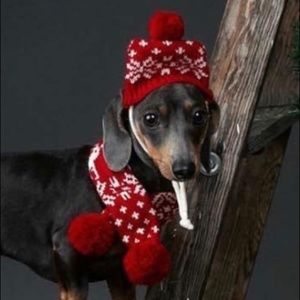 Dog Hat and Scarf Set